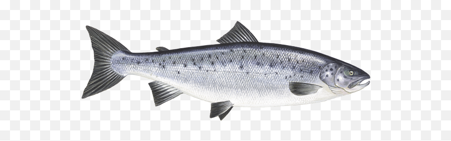 Atlantic Salmon Emoji,Salmon Png