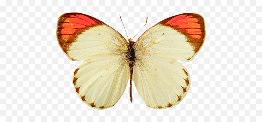 Yellow Butterfly Png Transparent Png Emoji,Yellow Butterfly Png