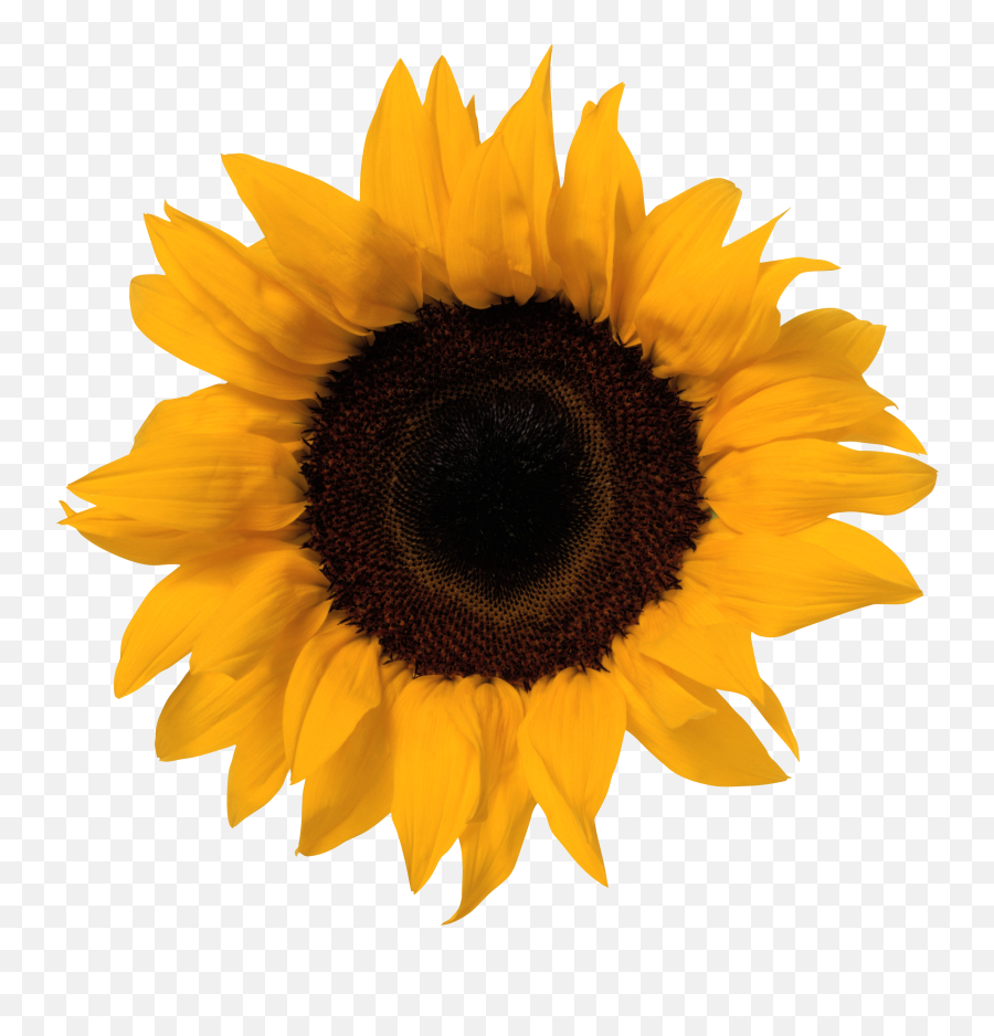 Png Transparent Image And Clipart - Clear Background Sunflower Transparent Png Emoji,Sunflower Png