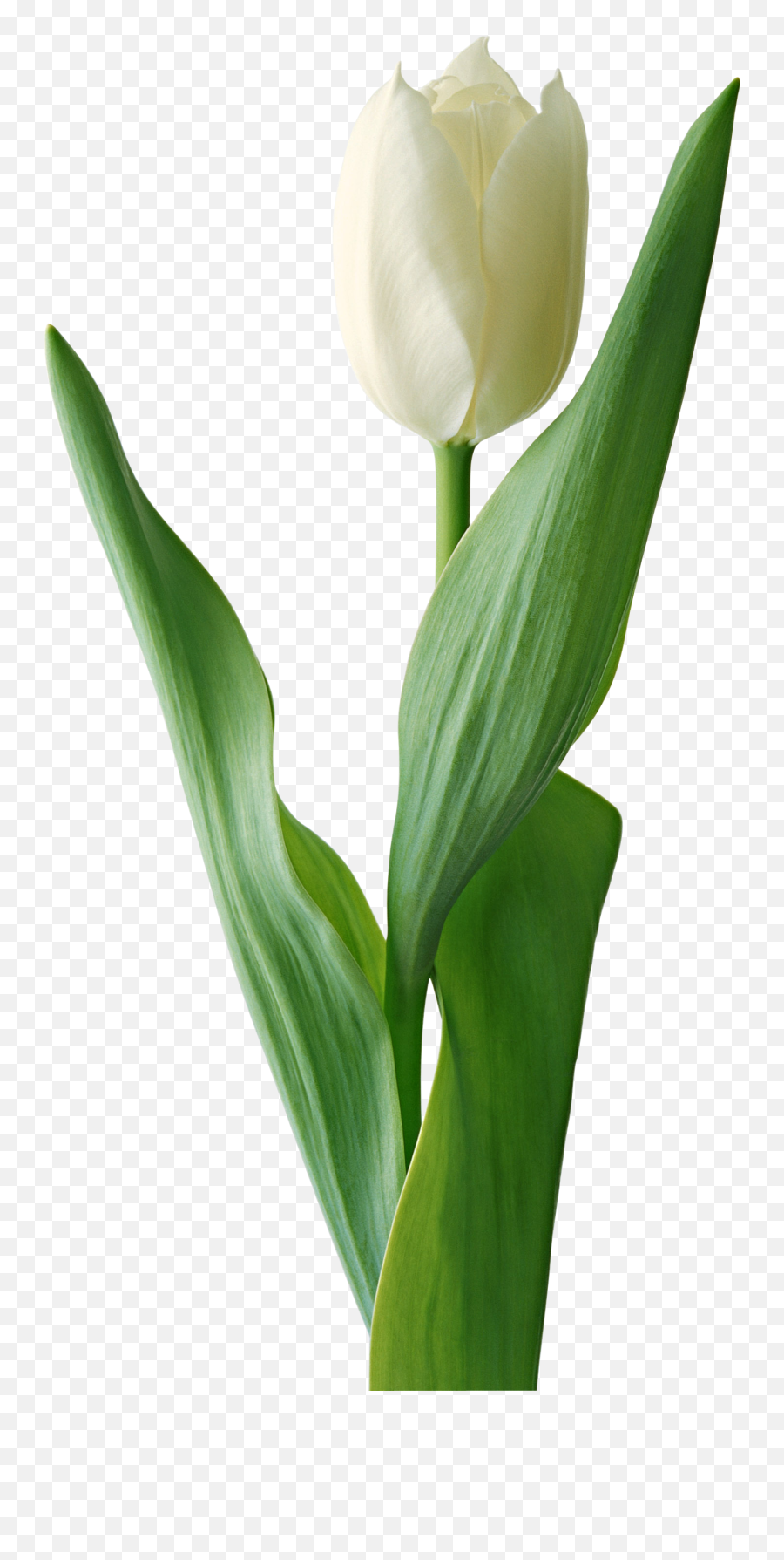 Download - White Tulip Flower Png 1429x2779 Png Clipart White Tulip Png Emoji,White Flowers Png
