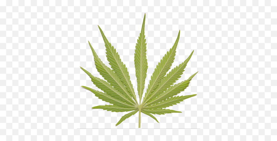 Treedawgu0027s New Adventure - Overgrowcom Cannabis Emoji,Pot Leaf Clipart