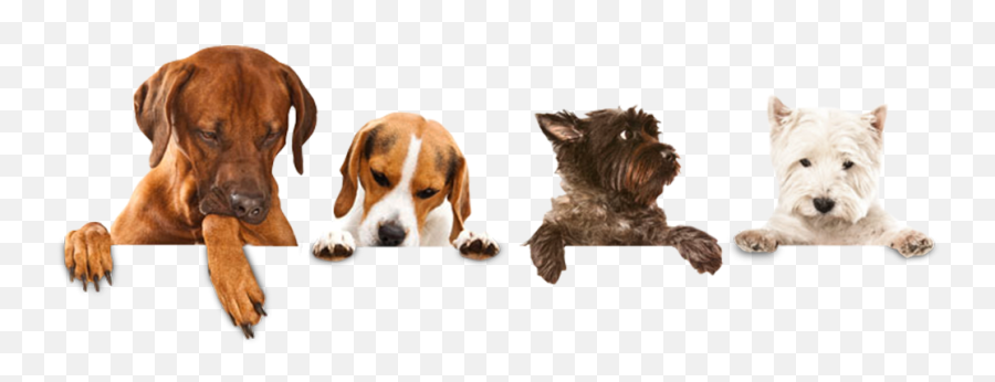 Download Walking Sitting Pet Dog Wash Emoji,Dog Grooming Clipart