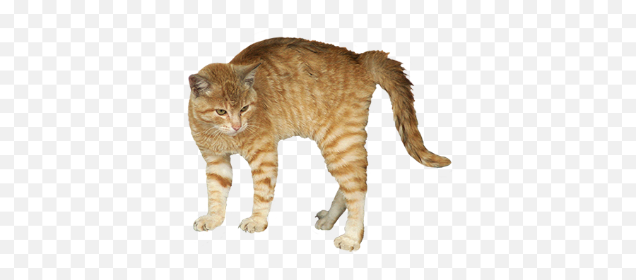 Scared Cat Png U0026 Free Scared Catpng Transparent Images Emoji,Grumpy Cat Clipart