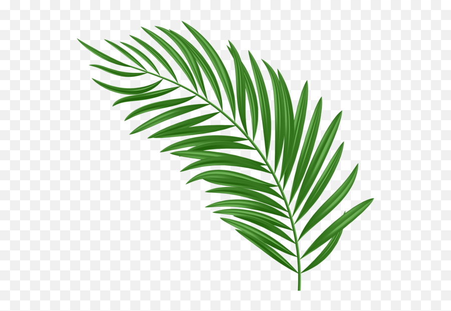 Palm Leaf Green Png Clipart - Palm Leaf Clipart Emoji,Palm Leaves Png