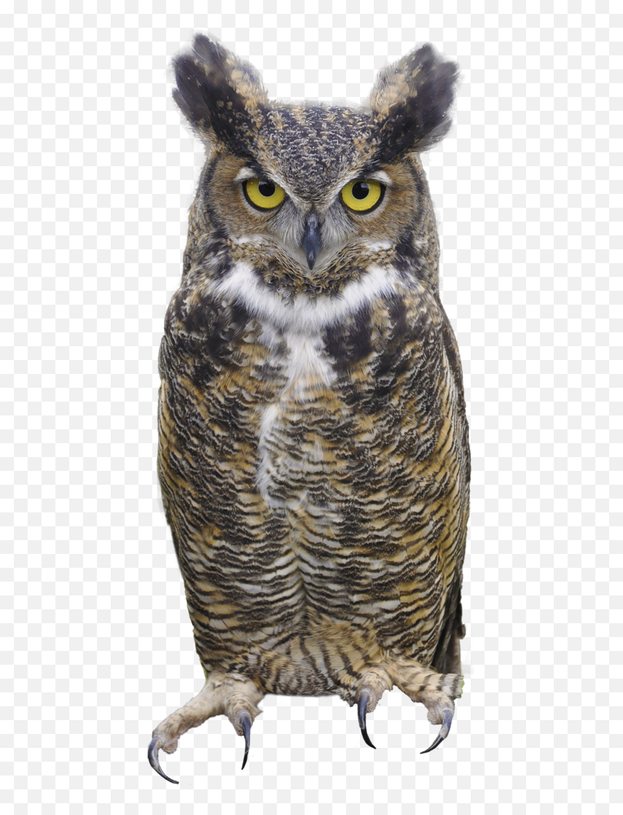 Download Free Png Owl - Backgroundowlstransparent Dlpngcom Eurasian Eagle Owl Png Emoji,Owl Transparent Background
