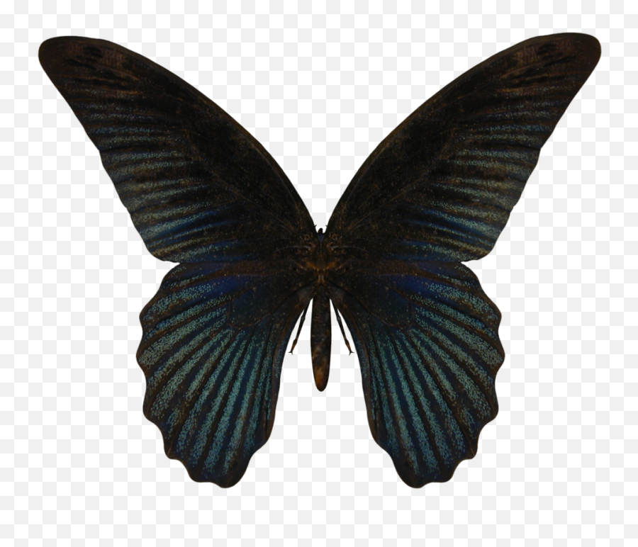 Butterfly Png - Wings Butterfly Png Transparent Png Transparent Background Butterfly Png Emoji,Butterflies Png