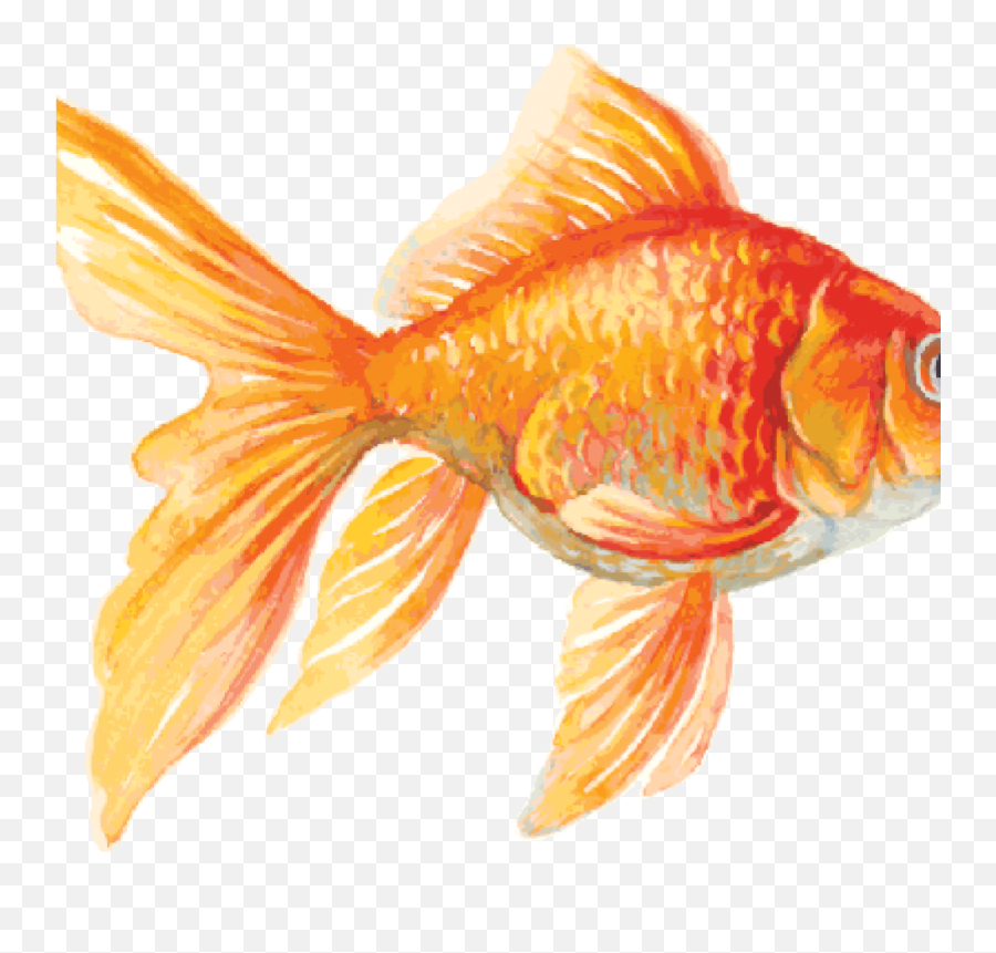 Goldfish Clip Art 15 Goldfish Clipart - Goldfish Drawing Emoji,Goldfish Clipart