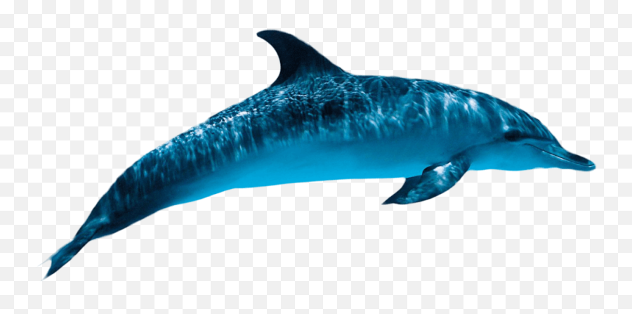 Dolphin Transparent Hq Png Image - Dolphin Transparent Background Emoji,Dolphin Png