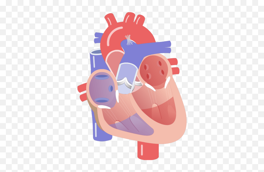 Movement Of The Heart Valves Animation Slide - Conduction Emoji,Conduction Clipart