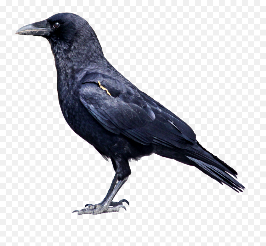 Crow Png Clipart - Transparent Background Crow Clipart Emoji,Crow Clipart