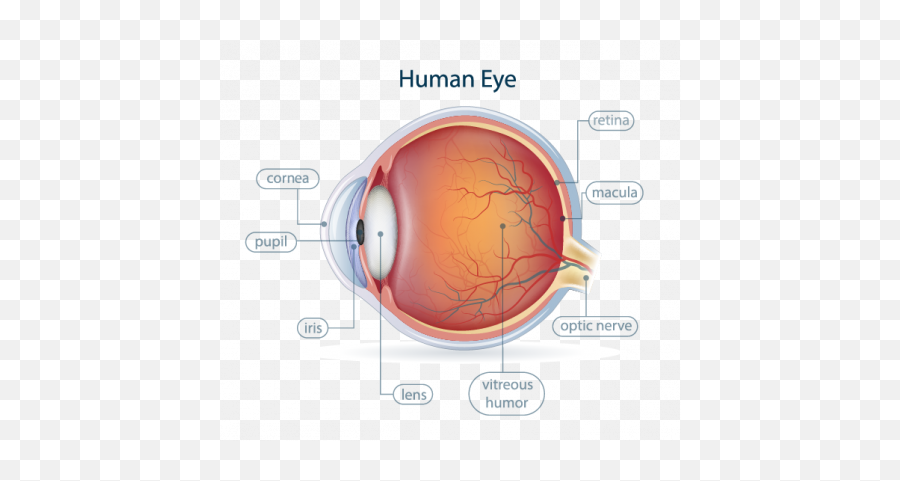 Anatomy Spokane Eye Clinic - Dot Emoji,Eye Transparent