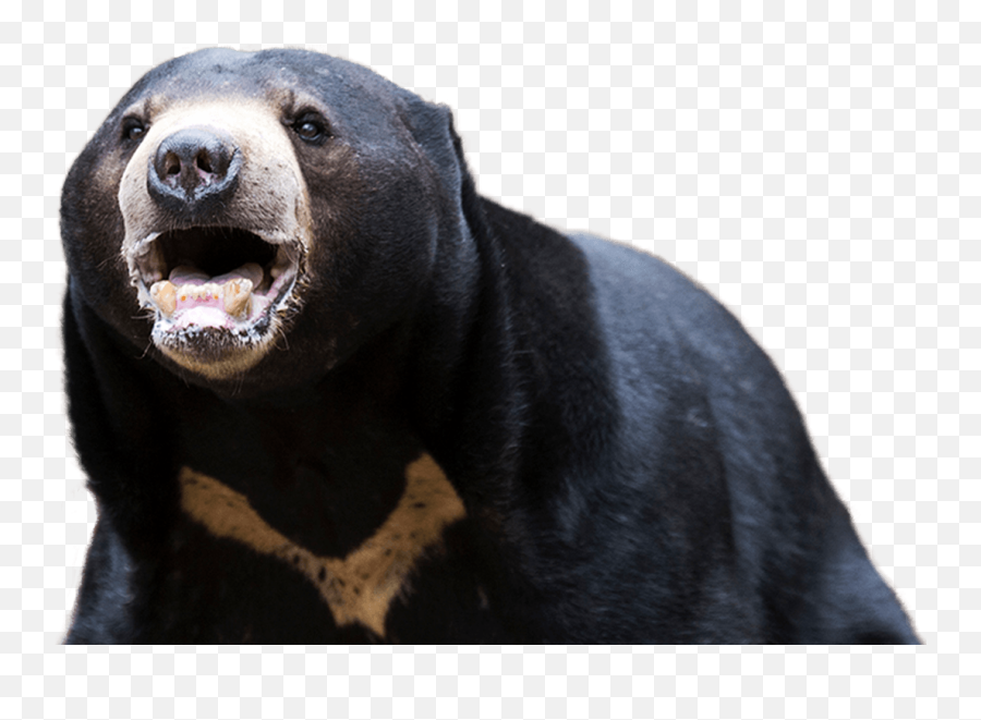 Bear Transparent Images - American Black Bear Emoji,Bear Transparent