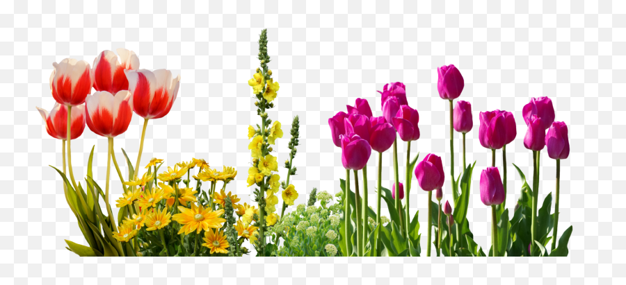 Transparent Spring Flowers Clipart Png Download - Flowers Spring Flowers No Background Transparent Emoji,Spring Flower Clipart