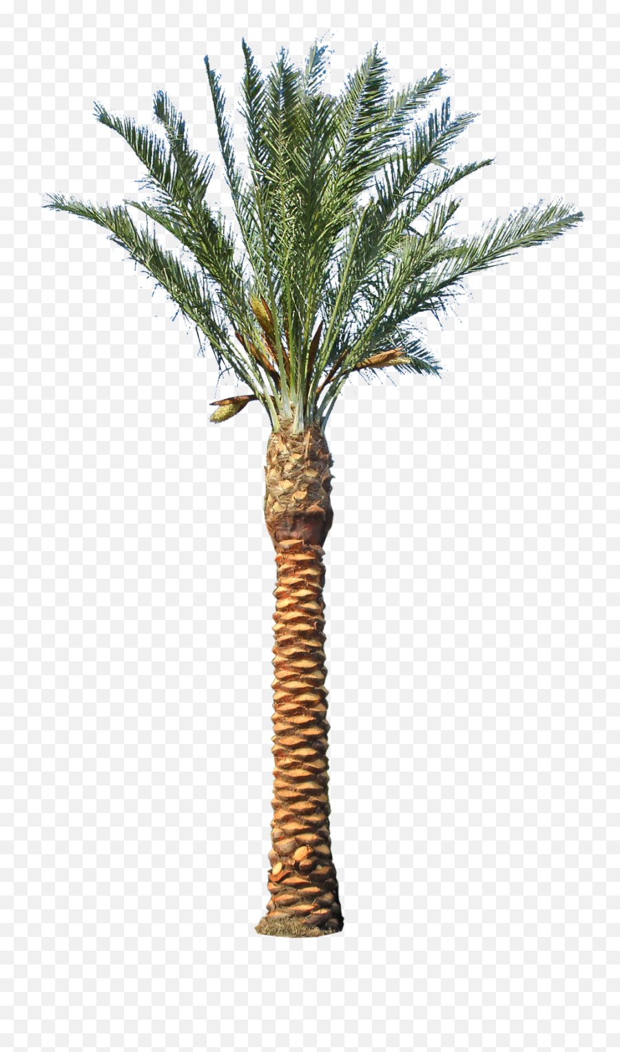 Backyard Builder - Date Palm Tree Transparent Clipart Full Date Palm Trunk Png Emoji,Palm Tree Transparent
