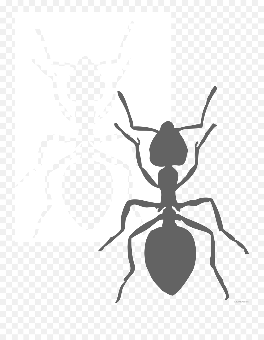 Black And White Ants Animal Free Black - Clipart Ant Emoji,Free Black And White Clipart