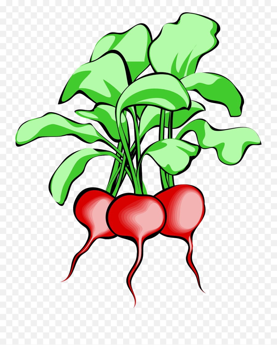 Free Vegetable Garden Clipart Download - Radishes Clip Art Emoji,Garden Clipart