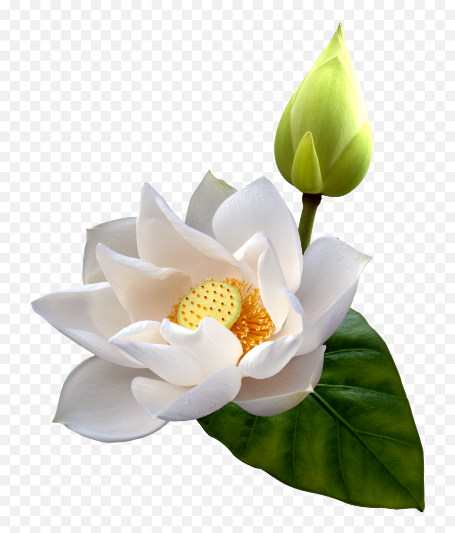 Flower - Clipartmysteriouslotuspng 8441024 Flower Emoji,Lotus Png