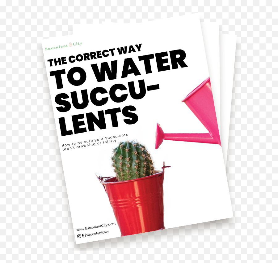The Correct Way To Water Succulents - Vertical Emoji,Succulents Png
