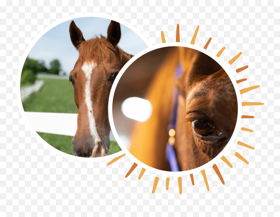 Team Building New Day Ranch - Horse Supplies Emoji,Horses Png