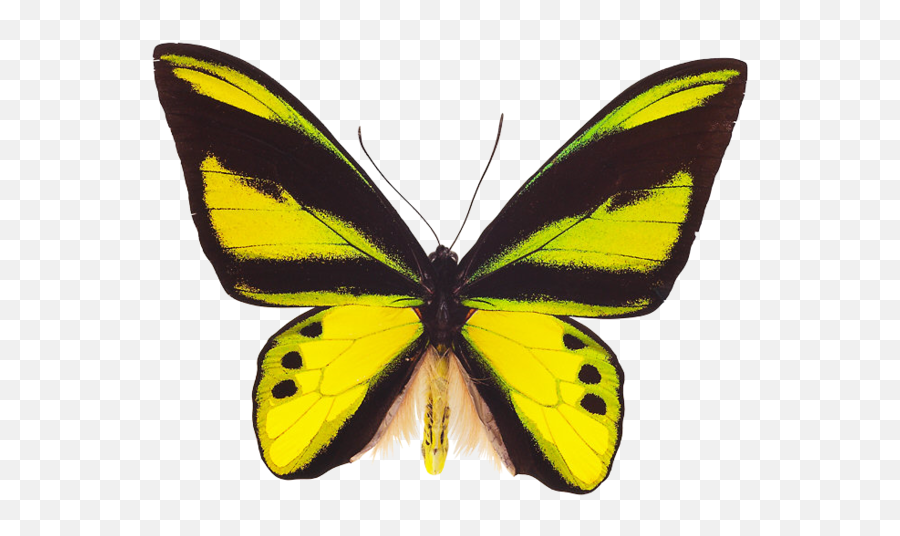 Flying Butterfly Png Image Emoji,Yellow Butterfly Png