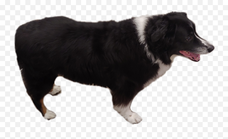 Dog Australianshepherd Standing Cute Sticker By Nebula Emoji,Border Collie Clipart