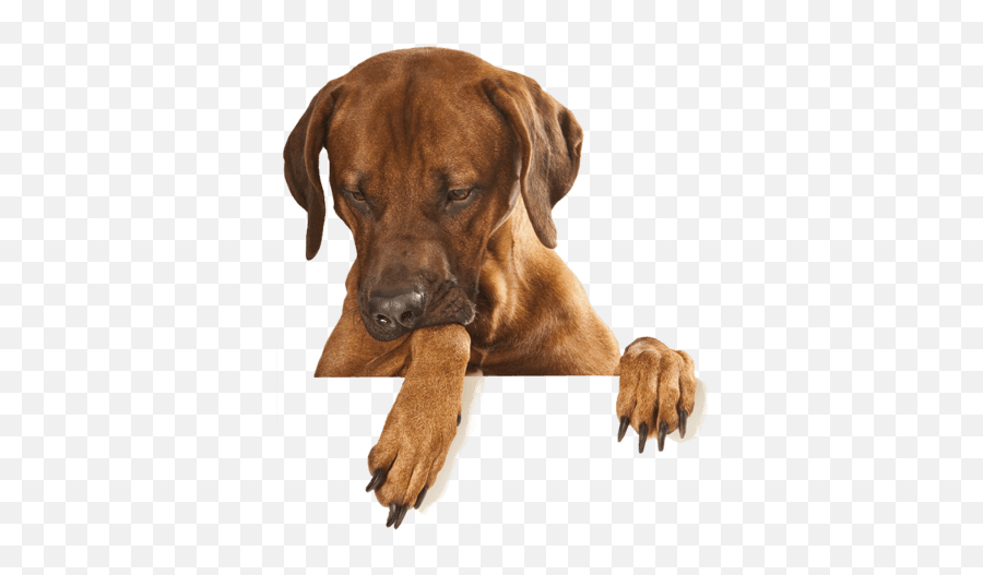 Dog Transparent Png - Dog Peeking Over Png Emoji,Dog Transparent