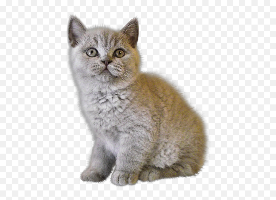 Kitten Png Image Free Download Picture - Royal Canin Kitren British Shorthair Emoji,Kitten Png