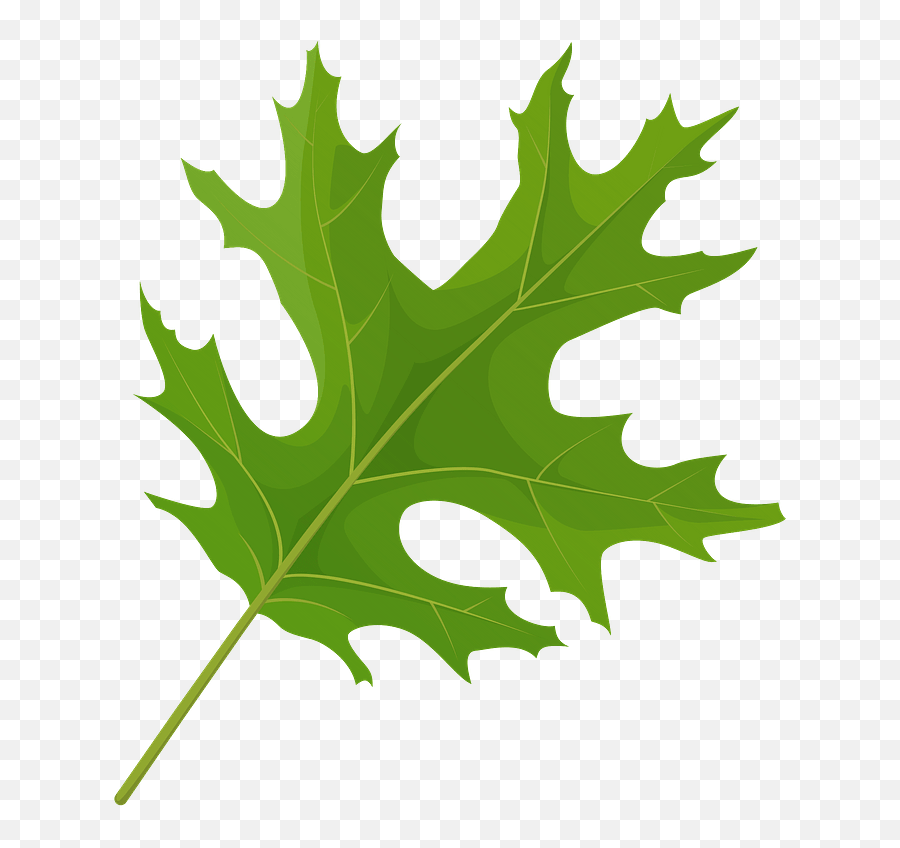 Scarlet Oak Green Leaf Clipart - Scarlet Oak Emoji,Oak Leaf Clipart