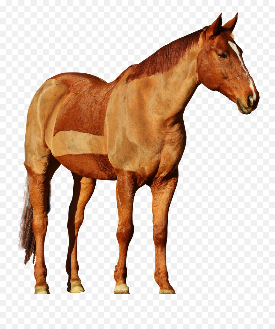 Horse Png Image - Cowboy Horse Png Emoji,Horse Png