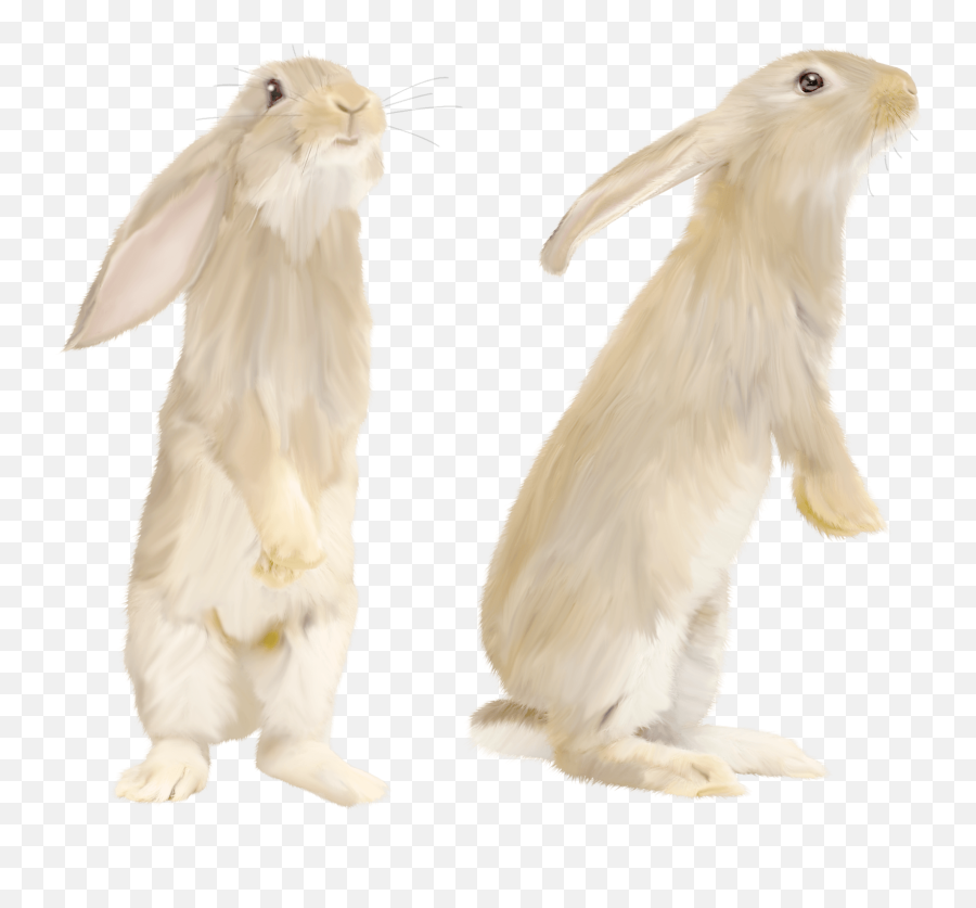Download White Rabbit Png Image Hq Png - Rabbit Side View Standing Emoji,White Rabbit Png