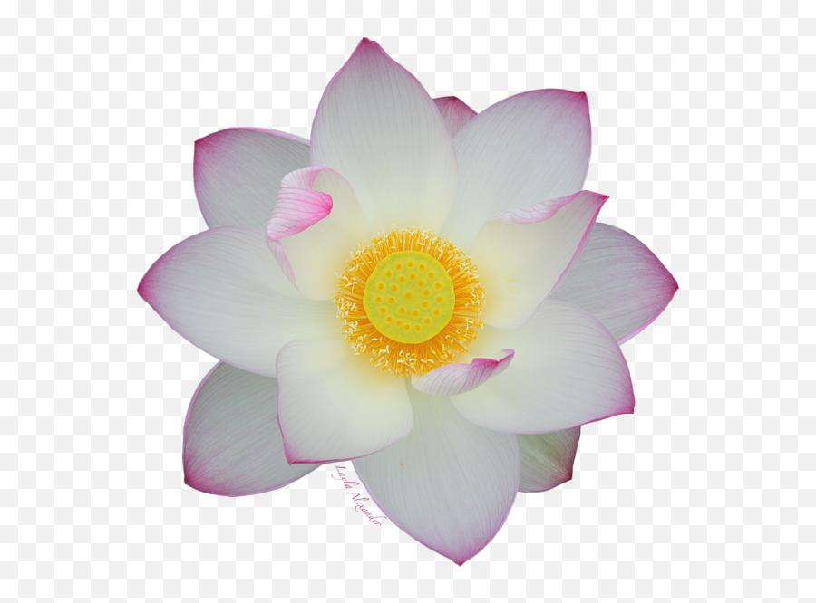 Pink Tipped White Lotus Transparent - Lotus Flower Top Png Emoji,Lotus Flower Transparent Background
