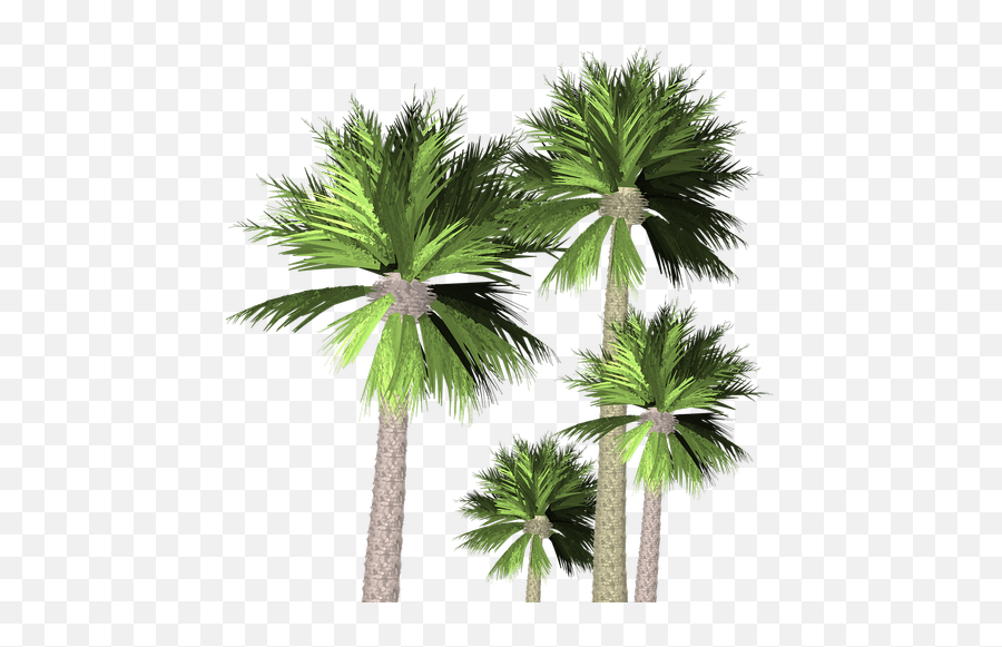 Free Photos Botanical Palm Search Download - Needpixcom Palmer Transparent Emoji,Palm Tree Transparent
