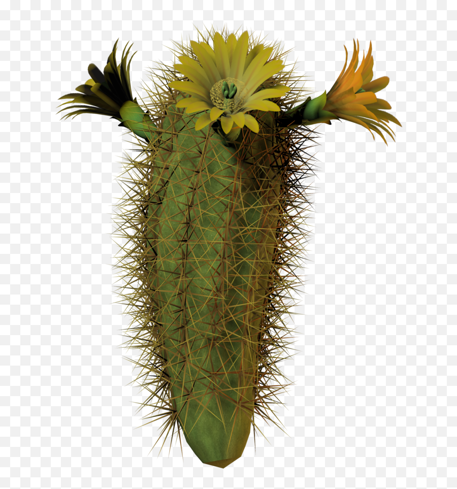 Download Hd Cactus Flower Tall By Equi - Cactus Blooms With Flowering Cactus No Background Emoji,Cactus Transparent Background
