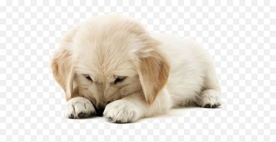 Download Golden Retriever Puppy Clipart - Png Puppy Golden Retriever Emoji,Puppy Clipart