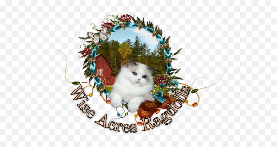 Wiseacres Ragdolls Ragdoll Kittens For Sale In Florida - Decorative Emoji,Ragdoll Logo