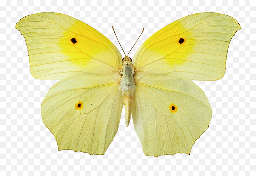 Yellow Butterfly Png File Emoji,Yellow Butterfly Png