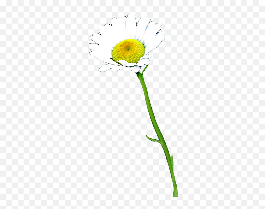 Real Daisy Flower Png Emoji,Real Flower Png