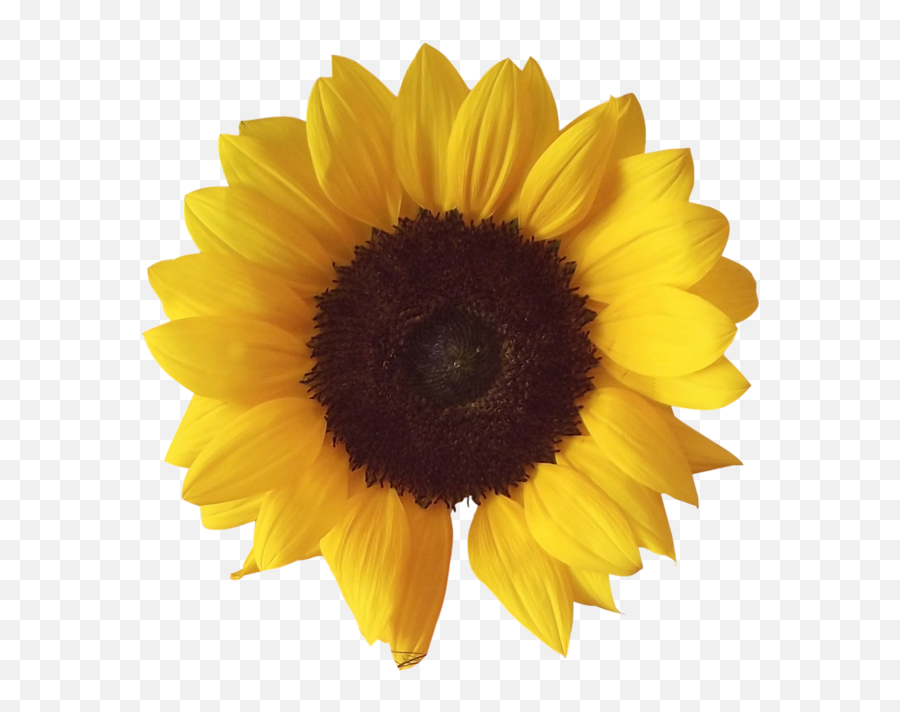 Sunflower Png Image - Flower Sunflower Emoji,Sunflower Png