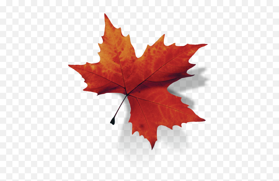 Download Hd Maple Leaf Transparent Background Transparent - Maple Leaf Transparent Png Emoji,Leaf Transparent Background