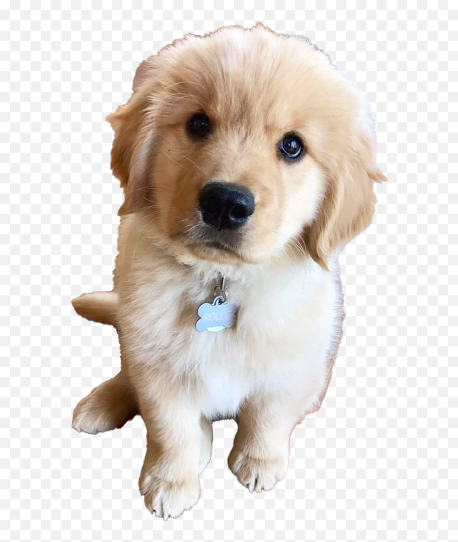 Golden Retriever Puppy Png Clipart - Golden Retriever Puppy Emoji,Puppy Clipart