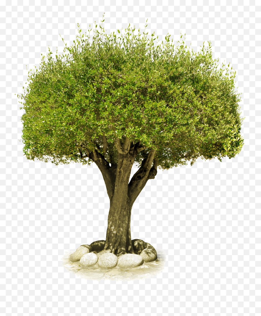 Free Png Images For Photoshop Picture 2223876 Free Png - Tree With Stone Png Emoji,Transparent Background Photoshop
