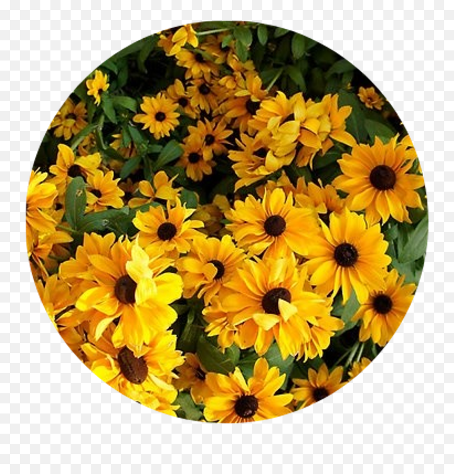 Aesthetic Flowers Png - Aesthetic Pics Of Yellow Flowers Emoji,Yellow Flower Transparent