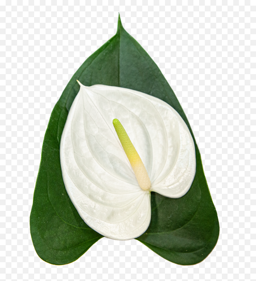 White Anthurium Indoor Plants Gifts Online Planterina Emoji,White Flower Transparent
