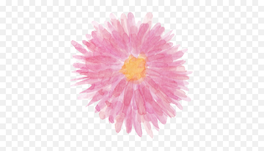 Picsida Cyrsanthemum Pink Png Watercolor Clipart 1 - 26 Chrysanthemum Emoji,Watercolor Clipart