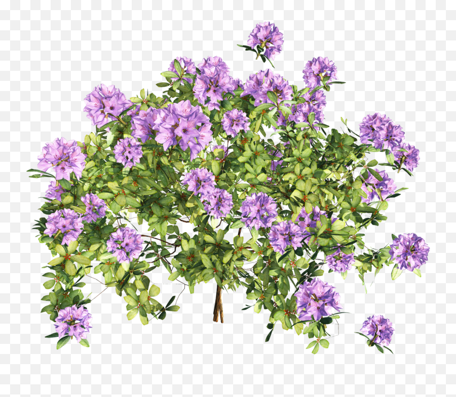 Clipart Of The Purple Flowers - Melastomes Emoji,Purple Flower Clipart