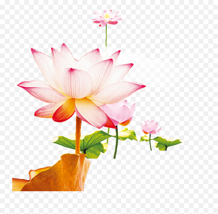 Lotus Flower Png - This Graphics Is Wen Hao Fresh Hand Emoji,Lotus Flower Png