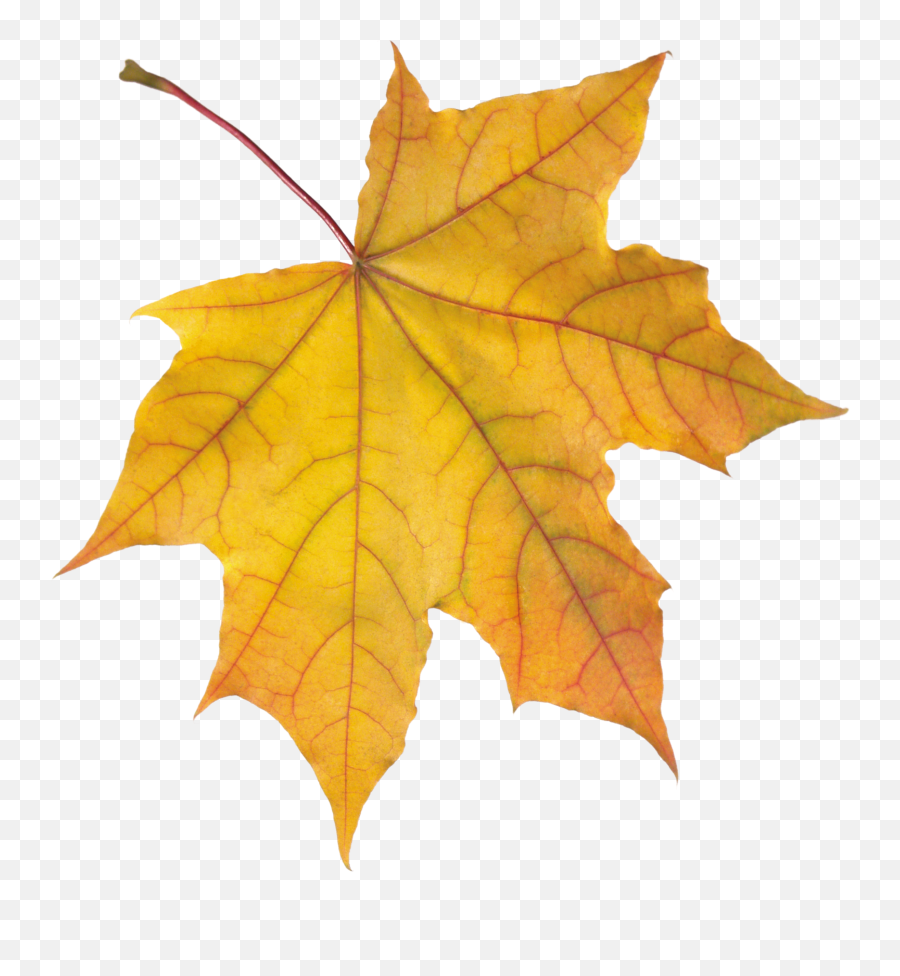 November Clipart Dry Leaf November Dry 1312646 - Png Yellow Leaves Clipart Emoji,November Clipart