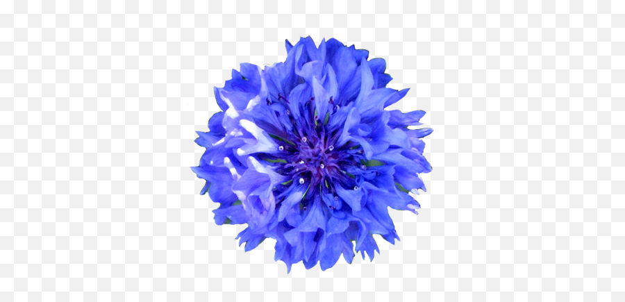 Purple Flower Clipart Real Flower - Blue Realistic Flower Clear Eye Christian Breton Emoji,Purple Flower Clipart