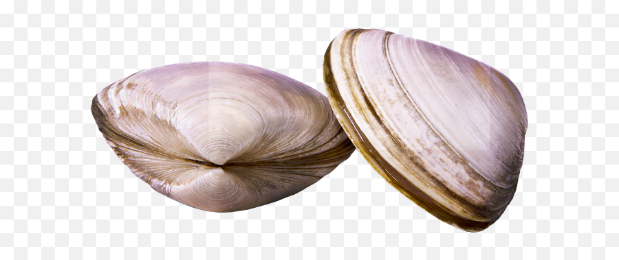 Hd Clams - Clam Png Emoji,Clam Png