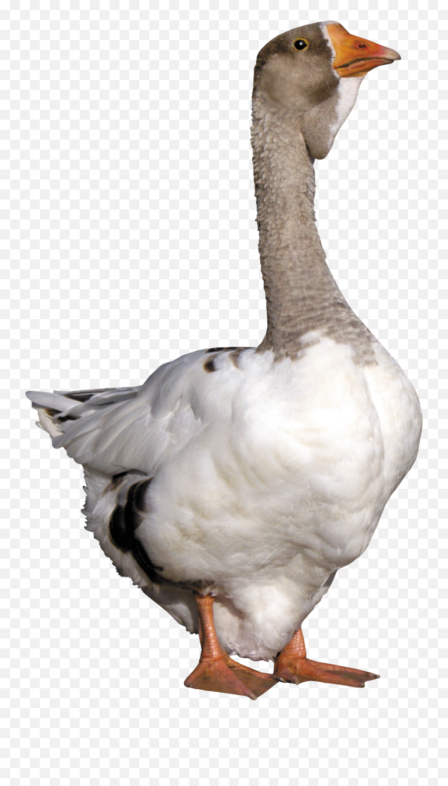 Goose Png Alpha Channel Clipart Images Pictures With - Transparent Goose Png Emoji,Goose Clipart